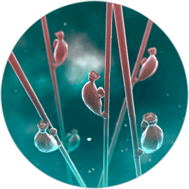 Symbion pandora - animacja 3d