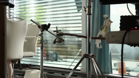 Sztuczna papuga na planie Agata Meble spotu telewizyjnego