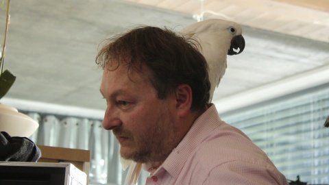 Papuga na planie filmowym do reklamy telewizyjnej